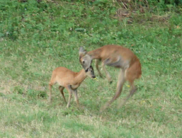 Il Capriolo